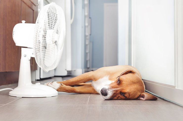 a dog laying in front of a fan