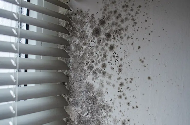 mold growing on a wall by a window